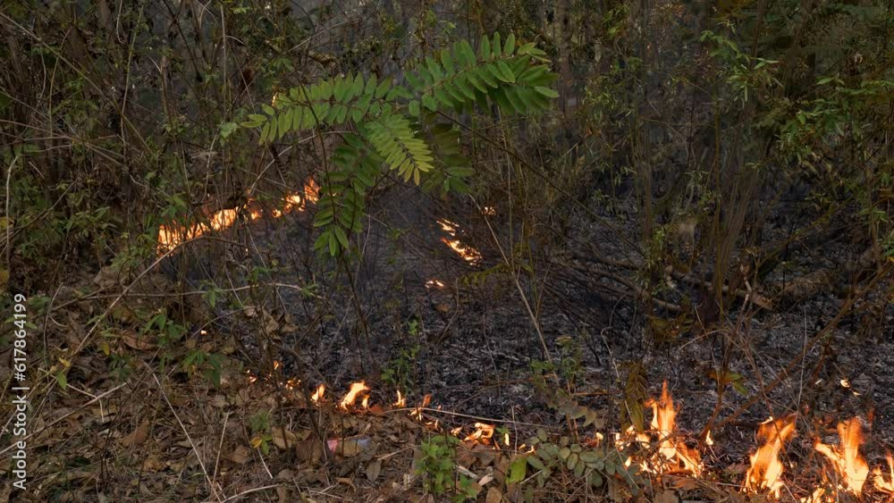 Fiery Havoc: Dry Season's Ground Fire Engulfs the Forest, Polluting the Air with Toxic Smoke as Jungle Grasses Ignite and Fire Spreads Uncontrollably. Fiery Havoc: Dry Season's Ground Fire Engulfs the Forest, Polluting the Air with Toxic Smoke as Jungle Grasses Ignite and Fire Spreads Uncontrollably.