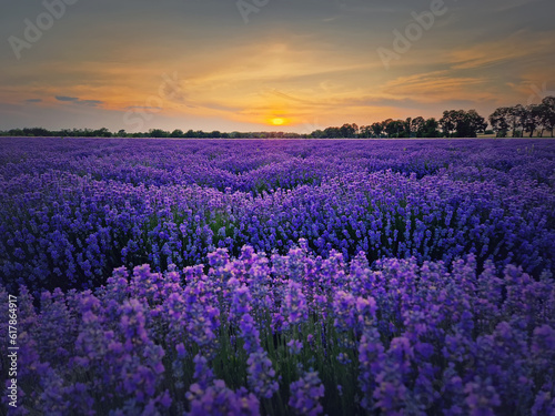 Idyllic view of blooming lavender field. Beautiful purple blue flowers in warm summer sunset light. Fragrant lavandula plants blossoms in the meadow
