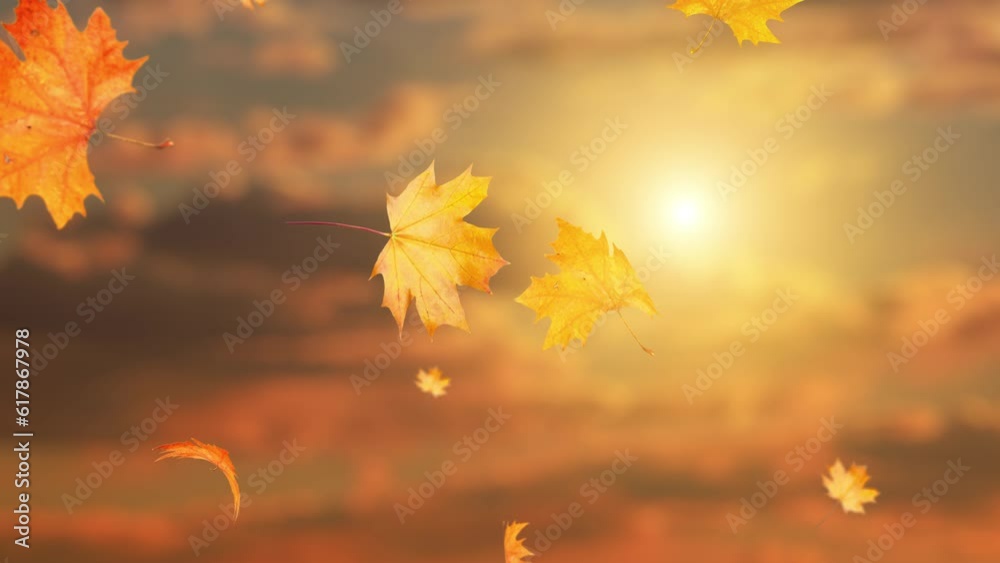 Autumn leaves fall at sunset loop