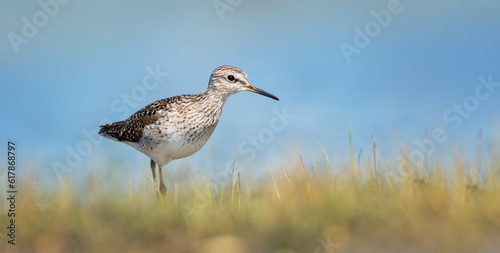 Tringa glareola walks in a puddle of water and looks for food.