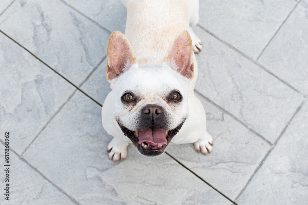 White French bulldog dog portrait