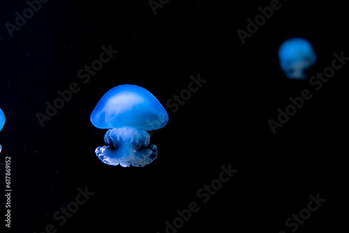 Aurelia aurita - also called the common jellyfish, moon jellyfish, moon jelly or saucer jelly