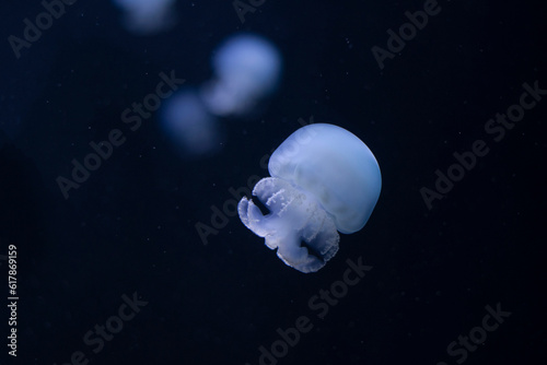 Aurelia aurita - also called the common jellyfish, moon jellyfish, moon jelly or saucer jelly.