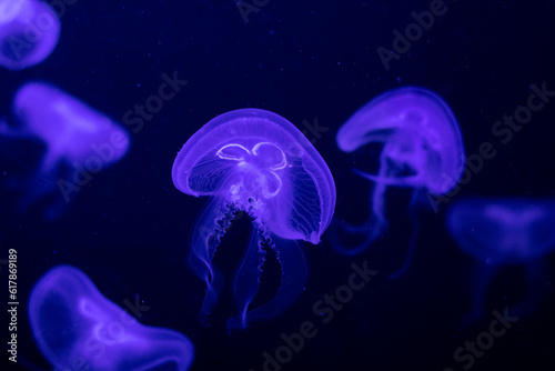 Aurelia aurita - also called the common jellyfish, moon jellyfish, moon jelly or saucer jelly