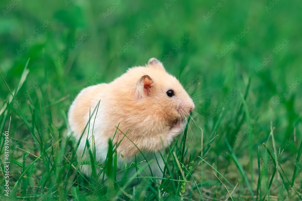 Cute fluffy Syrian hamster washes in green grass, eats from paws Cute fluffy Syrian hamster washes in green grass, eats from paws