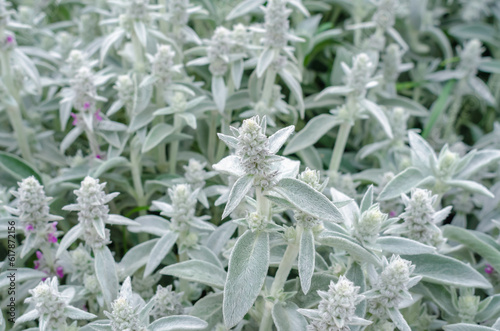 Flowers Stachys byzantina, gray flower background