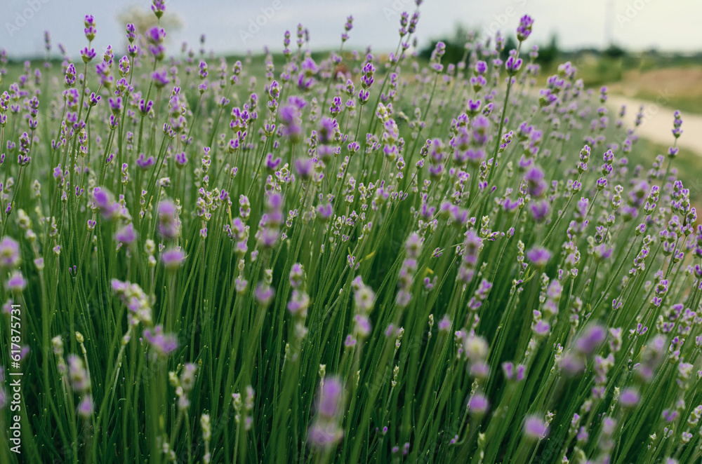Fototapeta premium Lavender flowers in the field grow in the field