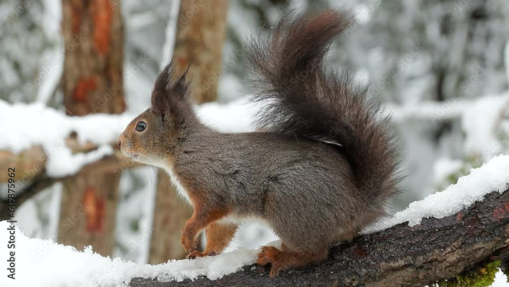 red squirrel animal in snowy weather on ground watch curious sciurus vulgaris natural world norway red squirrel animal in snowy weather on ground watch curious sciurus vulgaris natural world norway