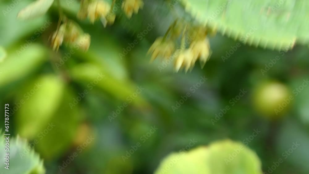 green leaves and linden flowers of linden tree sway in the wind
green leaves and linden flowers of linden tree sway in the wind