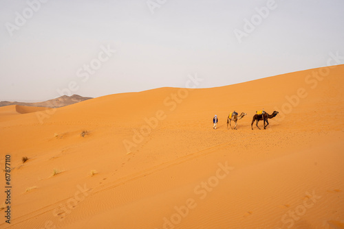 Camels in the Sahara desert on the outskirts of Merzouga, Morocco