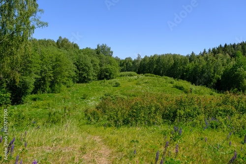 Panoramic view of the meadow, forest. some birch trees in the foreground. A very scenic meadow, a fabulously romantic place © Sandris