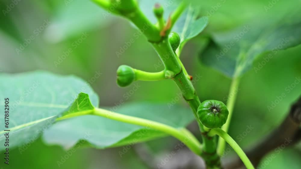 Fig on Branch Fig on Branch