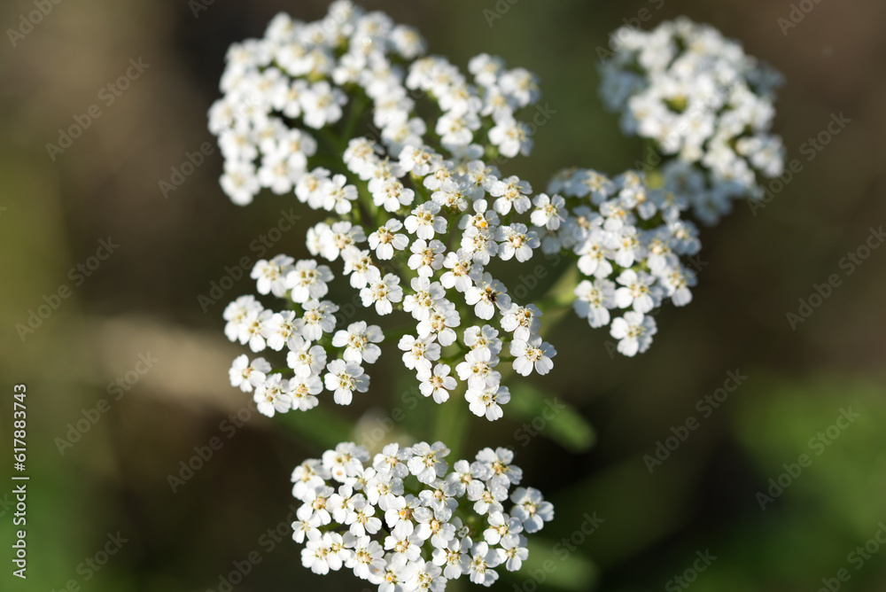 Achillea millefolium, common yarrow white flowers closeup selective focus Achillea millefolium, common yarrow white flowers closeup selective focus