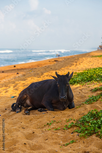 Black cow lying on the beach of Sri Lanka