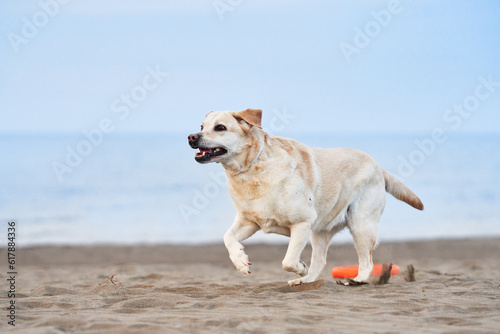 happy dog running on the sea. fawn Labrador Retriever in nature. a pet on an active walk