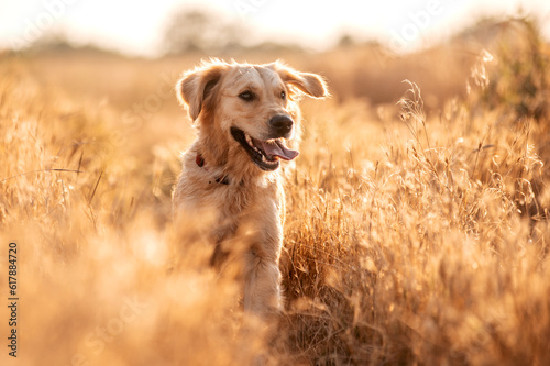 golden retriever dog walking at sunset magical light in wheat field
