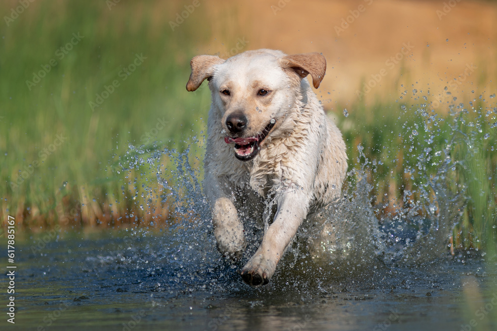 labrador retriever dog running on water splashes flying doggy summer fun