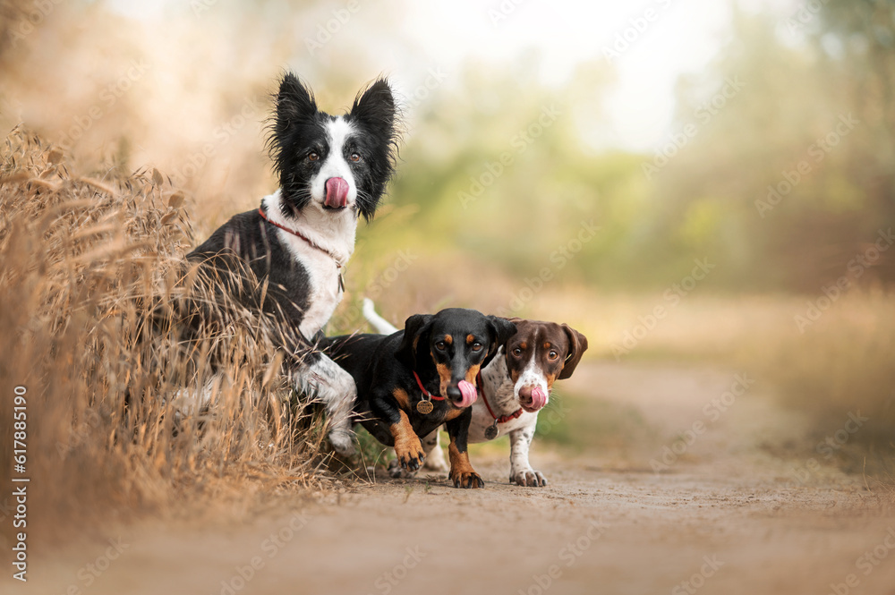 Three funny dachshund and border collie dogs on a sunny walk in nature