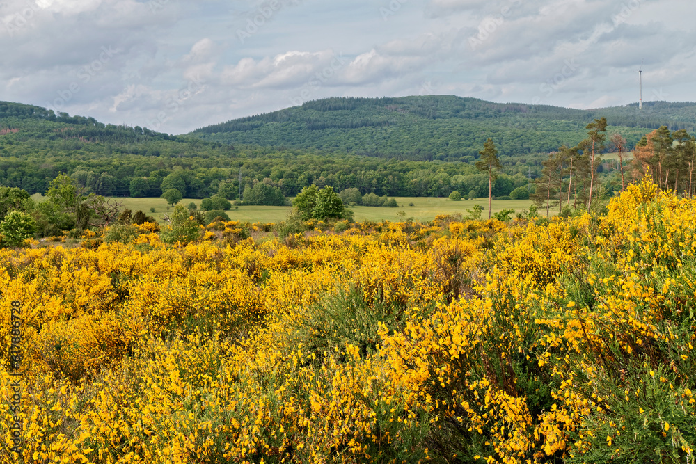 Spring - Landscape with yellow-blooming shrubs. Spring - Landscape with yellow-blooming shrubs.