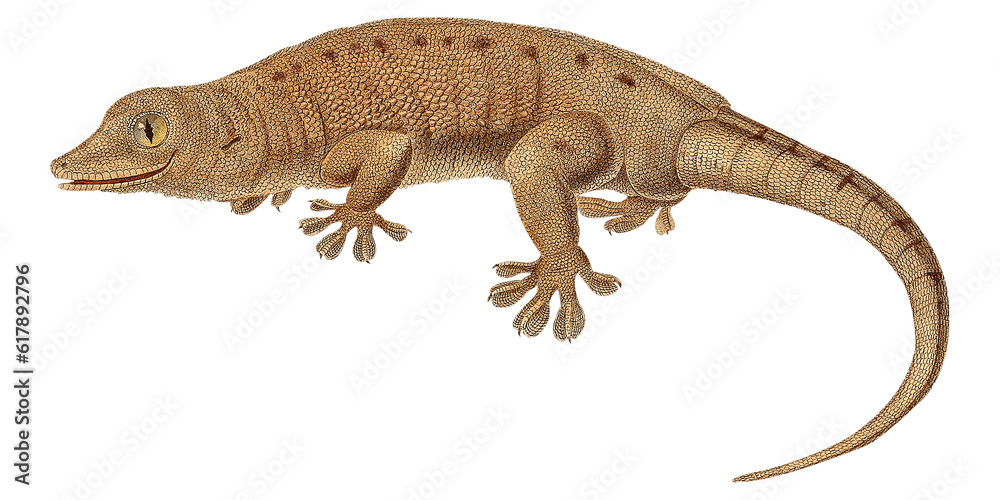 Fototapeta premium Retro Tropical Gecko Lizard Botanical Illustration Flora And Fauna Scientific Artwork Reptile Pet