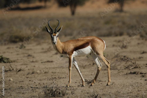 springbok ram in the Kalahari  Kgalagadi 