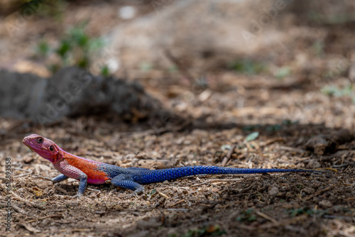 lizard basking in the sun in serengeti national park