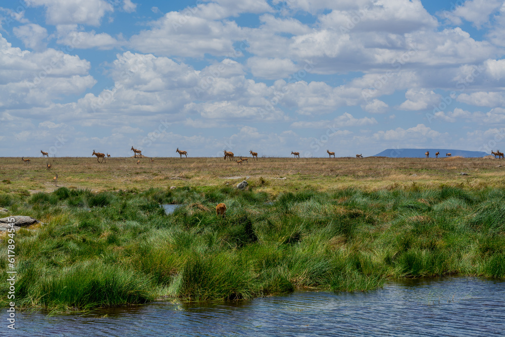 Wild Thomson's gazelles in serengeti national park Wild Thomson's gazelles in serengeti national park