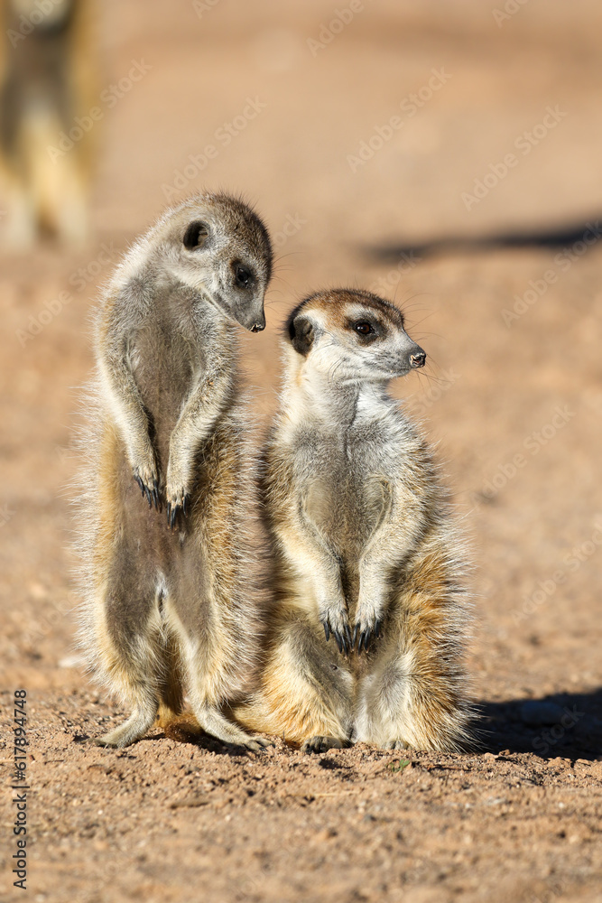 Fototapeta premium Meerkat in the early morning sun, Kalahari (Kgalagadi)