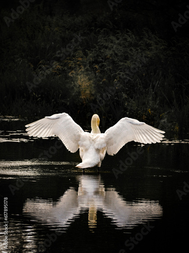 Swan on the lake 