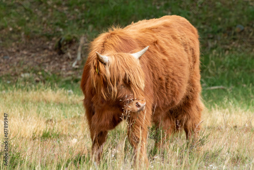 Brown Scottish Highlander Cow Chewing Grass at Mookerheide Nature Reserve in Limburg, Netherlands