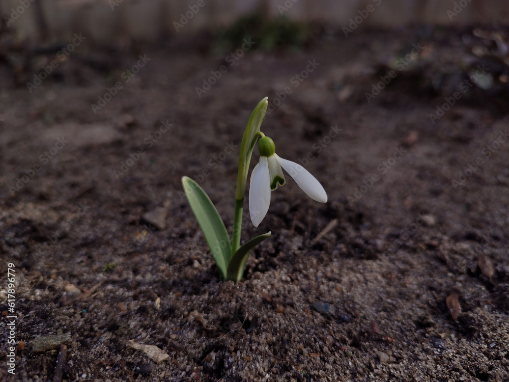 Photo a small snowdrop flower is in the soil. Photo a small snowdrop flower is in the soil.