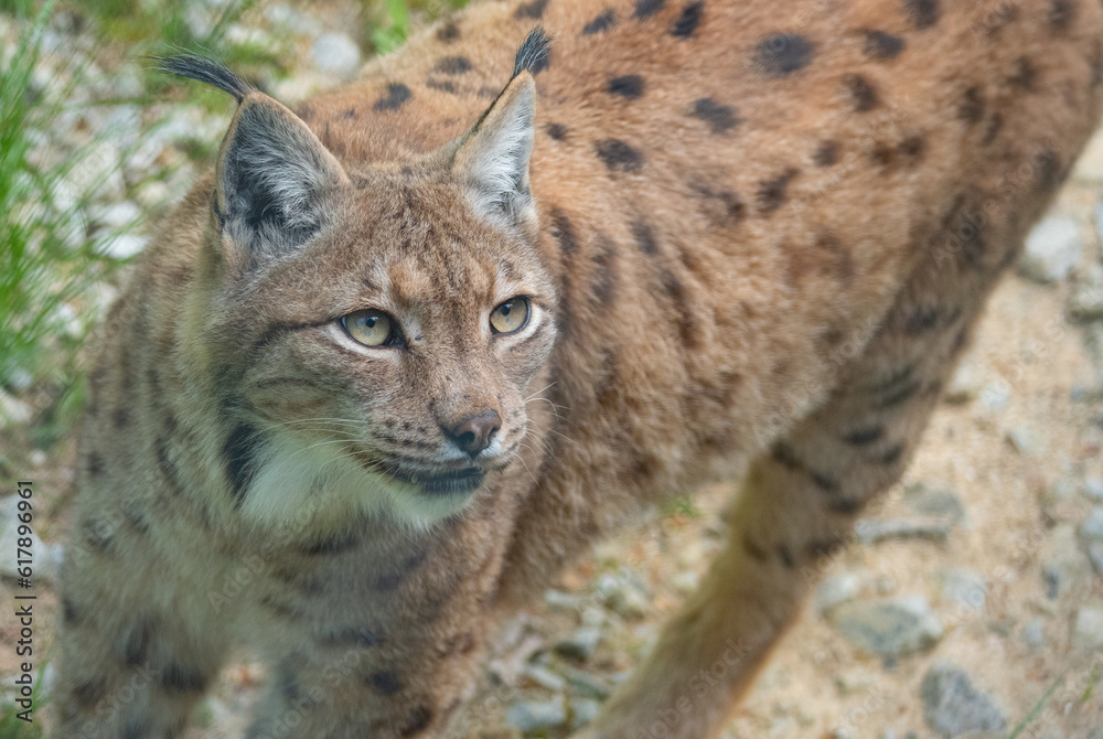Naklejka premium A portrait of the Eurasian lynx (Lynx lynx) the biggest cat of Europe. Bayerischer Wald National Park