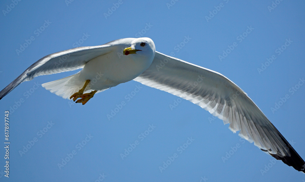 Fototapeta premium flying seagull in the blue sky