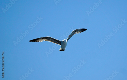 flying seagull in the blue sky