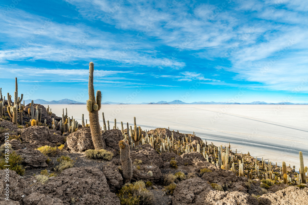 Cactus island in the salar de uyuni in the bolivian altiplano Cactus island in the salar de uyuni in the bolivian altiplano