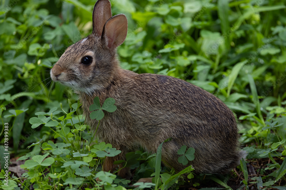 Fototapeta premium rabbit among clovers