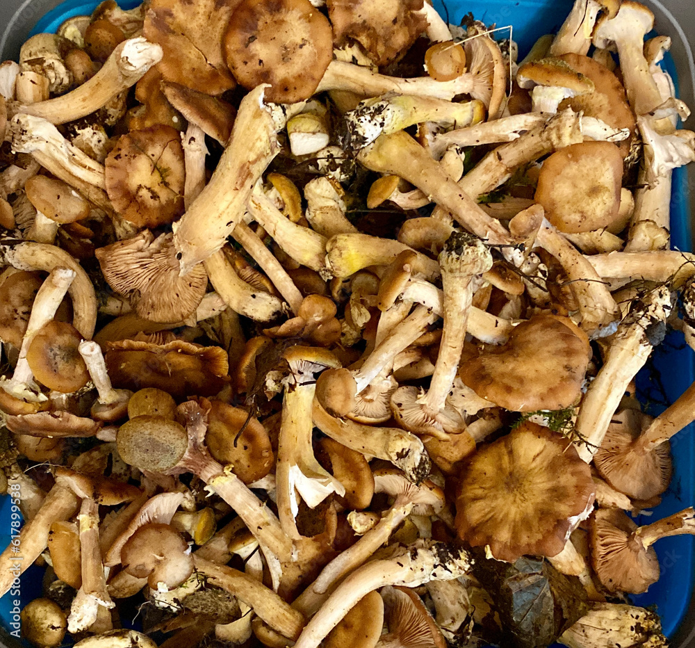 Honey mushrooms collected in the forest on a blue background. Honey mushrooms collected in the forest on a blue background.