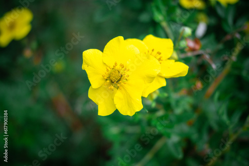 Beautiful yellow flower in garden close up in summer.
