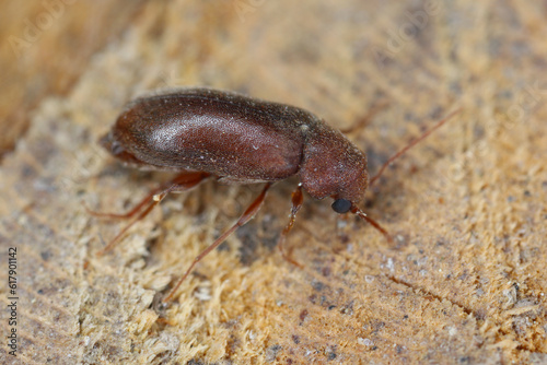 Woodboring beetle, wood borer, Anobiidae (Ernobius) on wood. High magnification.