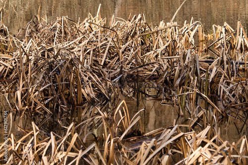 Brown plants in Schallbrunner Lake near Kaiserslautern on a sunny spring day. photo