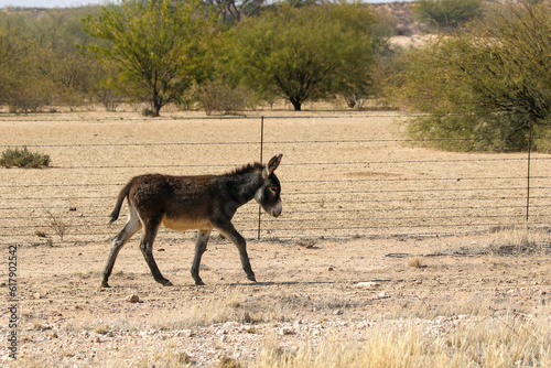 Fototapeta Naklejka Na Ścianę i Meble -  Donkeys in the Kalahari 