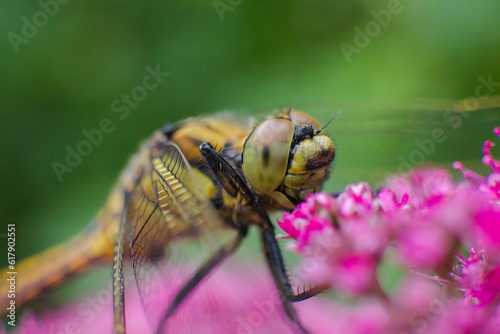 A captivating macro shot capturing a vibrant yellow dragonfly perched on pink flowers, with its mesmerizing eyes stealing the spotlight