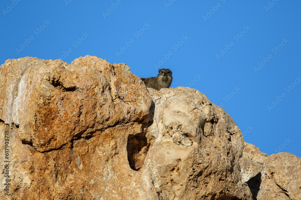 Rock Hyrax or Dassie in the Kalahari 