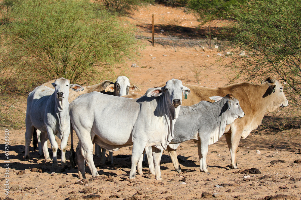 Brahman cattle farming in the Kalahari Brahman cattle farming in the Kalahari