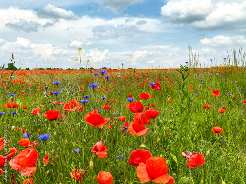 A large field in Czeladź overgrown with field poppy photo