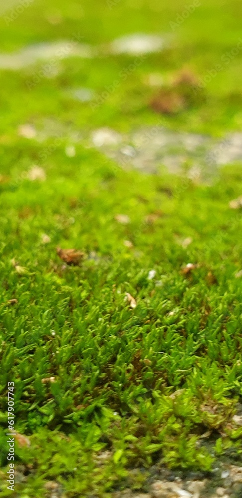 green moss on the ground green moss on the ground