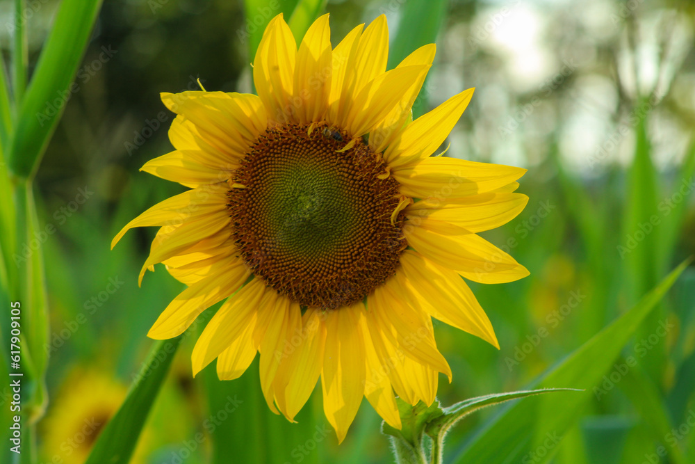 Sunflowers in the field Sunflowers in the field