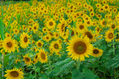 Sunflowers in the field