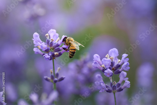 bee collects nectar on lavender flowers © Andrii