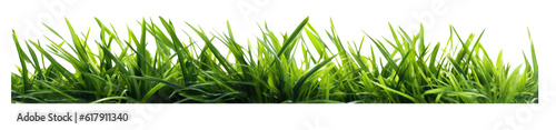 green grass isolated on transpaarent background. 
